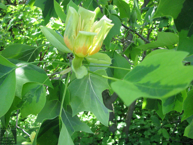Liriodendron variegata